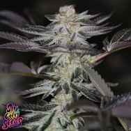 SinCity Seeds Orange Mojito