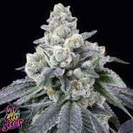 SinCity Seeds Ornery