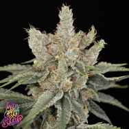 SinCity Seeds Papaya & Lime