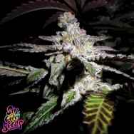 SinCity Seeds Platinum DeLights