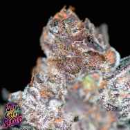 SinCity Seeds Platinum Purple SinMint