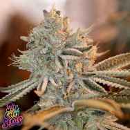 SinCity Seeds Raskal Berries