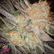 SinCity Seeds Raskal Berries F2