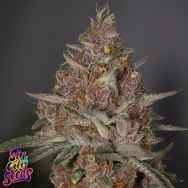 SinCity Seeds Rio Frio