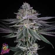 SinCity Seeds Sake'