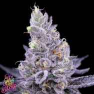 SinCity Seeds Scrumdiddlyumptious