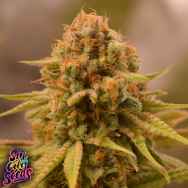 SinCity Seeds Sequoia Strawberry