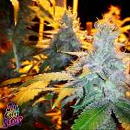 SinCity Seeds SilverBack Jack