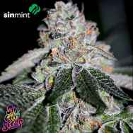 SinCity Seeds SinMint Cookies