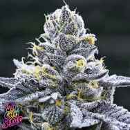 SinCity Seeds SinMintZ