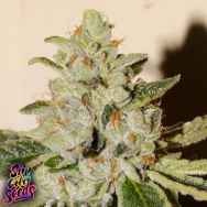 SinCity Seeds SinValley OG