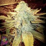 SinCity Seeds SinFully Sour