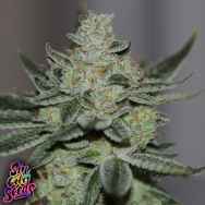 SinCity Seeds Sins OG