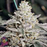 SinCity Seeds SinCity Skunk