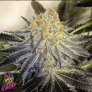 SinCity Seeds Slyme Cookies