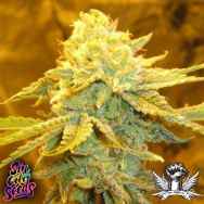 SinCity Seeds Sour Jefe