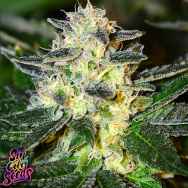 SinCity Seeds Sour Lime Pie