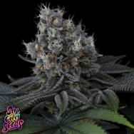 SinCity Seeds Stowaway