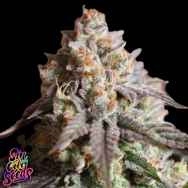 SinCity Seeds Strawberry Headband