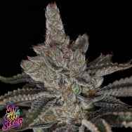 SinCity Seeds Strawberry Meringue