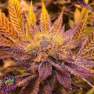 SinCity Seeds Strawberry Short Cookies