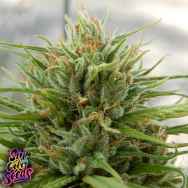 SinCity Seeds ThunderStruck