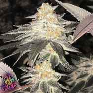 SinCity Seeds Toucan Sam