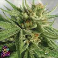 SinCity Seeds Treasure Island