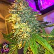 SinCity Seeds Triple Cherry Diesel