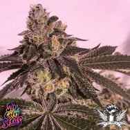 SinCity Seeds UFO Cookies