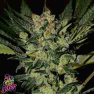 SinCity Seeds White Cranberries