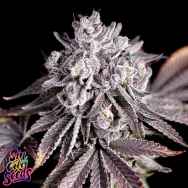 SinCity Seeds White Nightmare BX