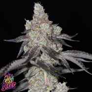 SinCity Seeds Z Lime Pie