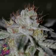 SinCity Seeds BTY Mints