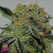 SinCity Seeds Buddha's Dream