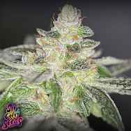 SinCity Seeds Buddhas On Moonshine