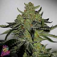 SinCity Seeds Cherry Fuel