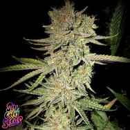 SinCity Seeds Dream N Sour