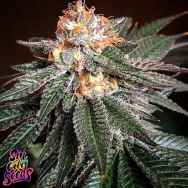 SinCity Seeds Endangered Cookies