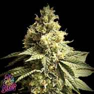 SinCity Seeds Galactic Jack