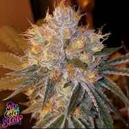 SinCity Seeds Ghouls N Ghosts