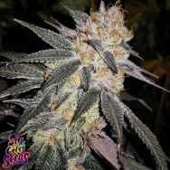 SinCity Seeds Spiked Punch