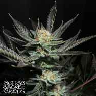 Soma Seeds Lavender OG