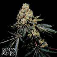 Soma Seeds Pink Glue