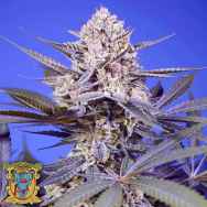 Sweet Seeds AUTO Pineapple Slush XL