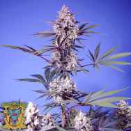 Sweet Seeds Mental Rainbow F1 Fast Version