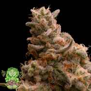 Trichome Jungle Seeds Strawberry Fusion