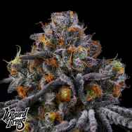 Wizard Trees Genetics 11:11