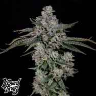 Wizard Trees Genetics British Delight