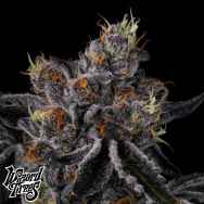 Wizard Trees Genetics Fiestaz